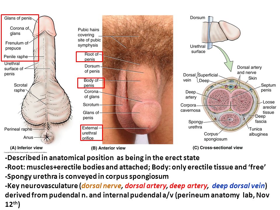 Dorsal veins of the penis