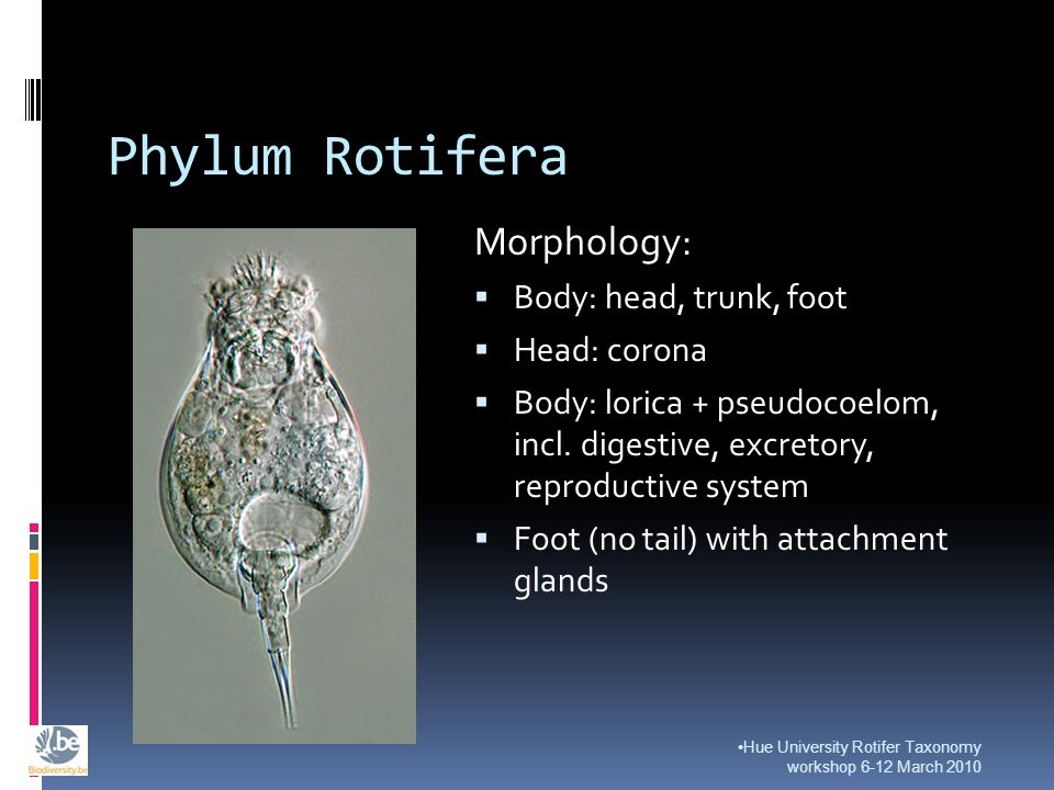 rotifer slide