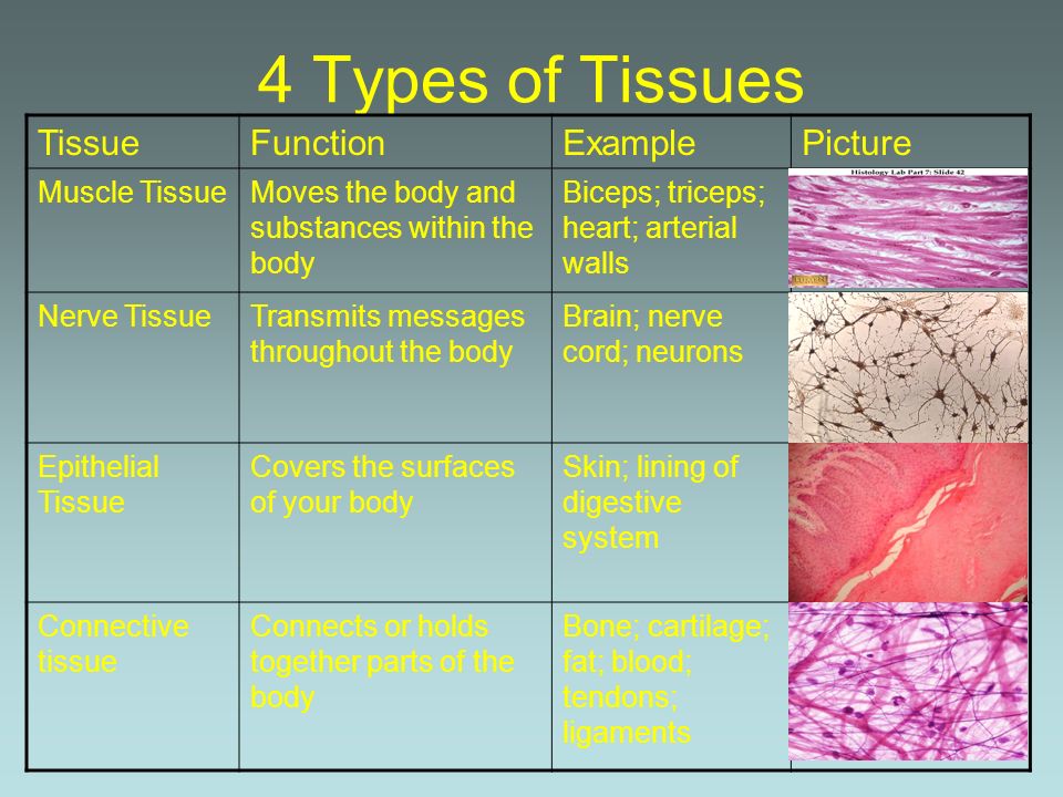 human body tissues and their functions