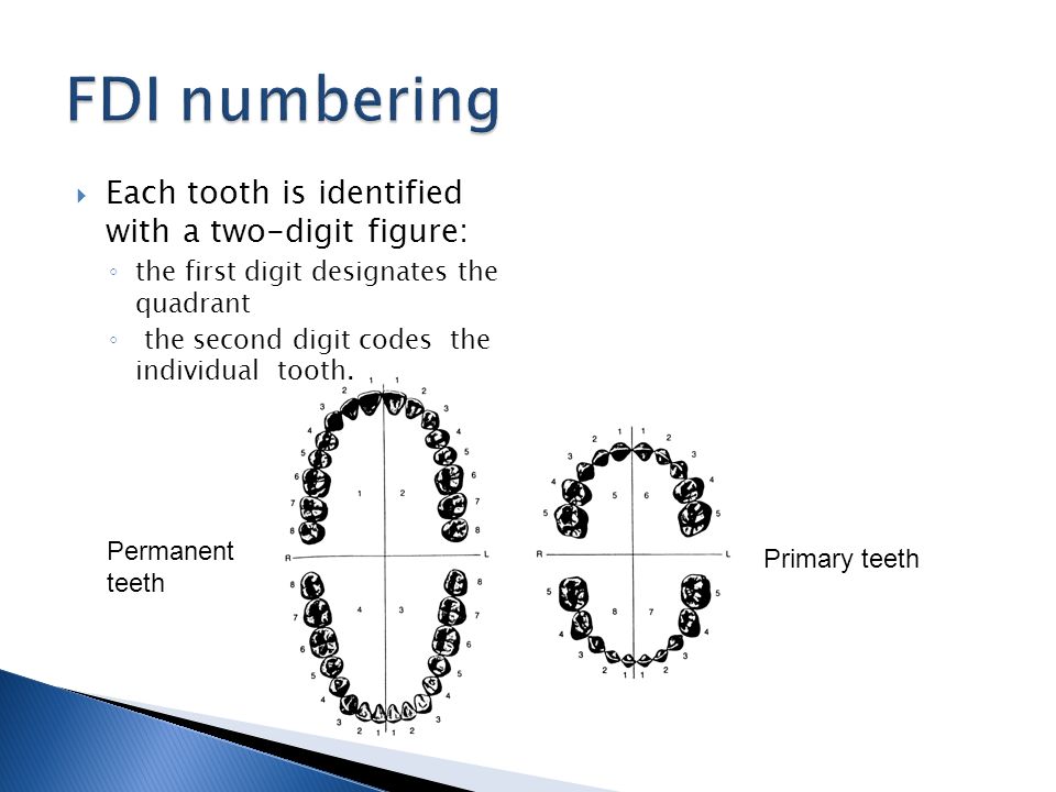Teeth Numbering Systems Ppt Video Online Download