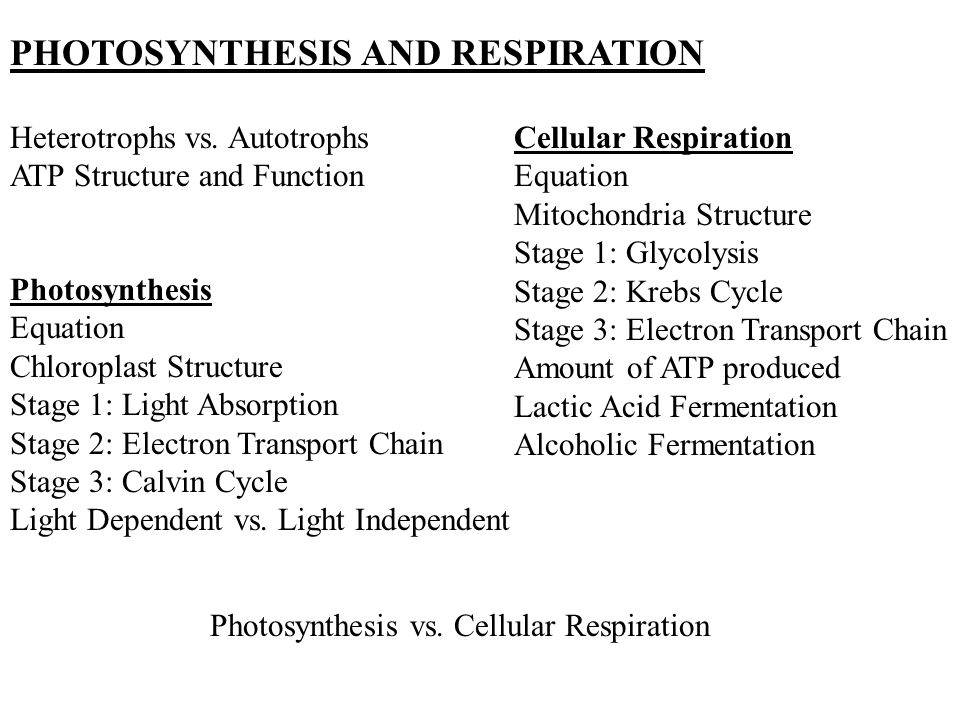 PHOTOSYNTHESIS AND RESPIRATION
