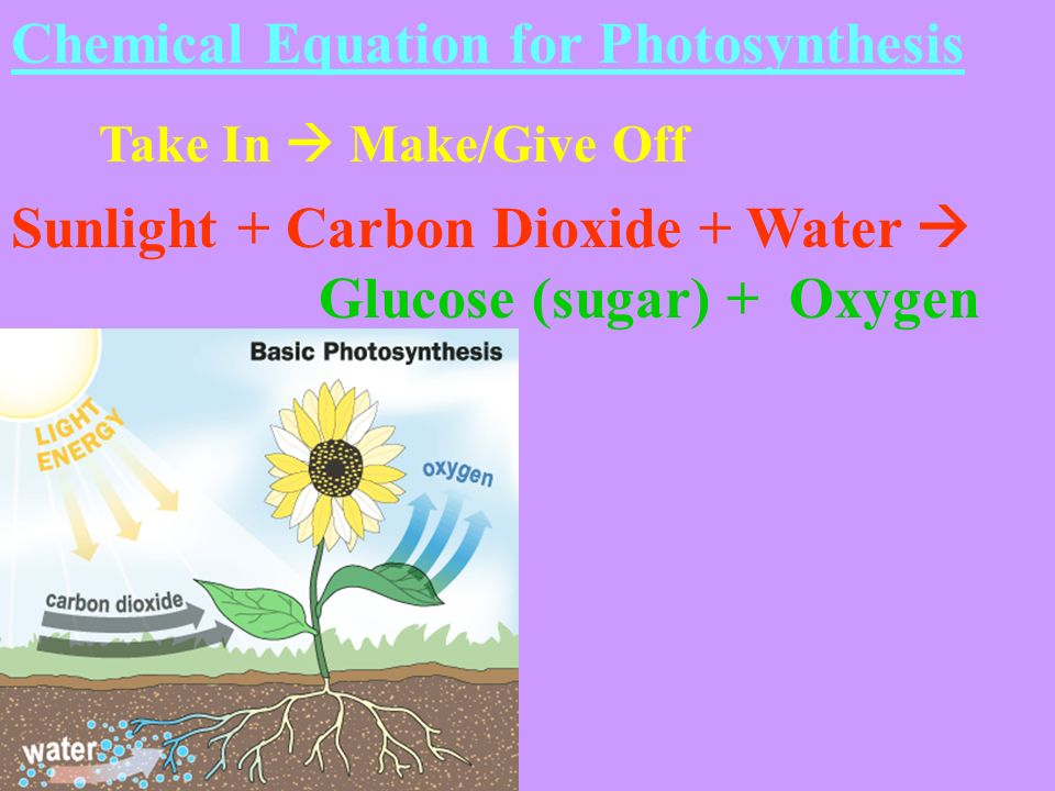 Chemical Equation for Photosynthesis