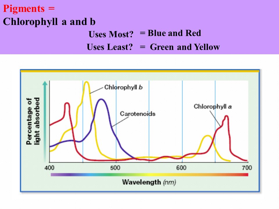 Pigments = Chlorophyll a and b Uses Most = Blue and Red Uses Least