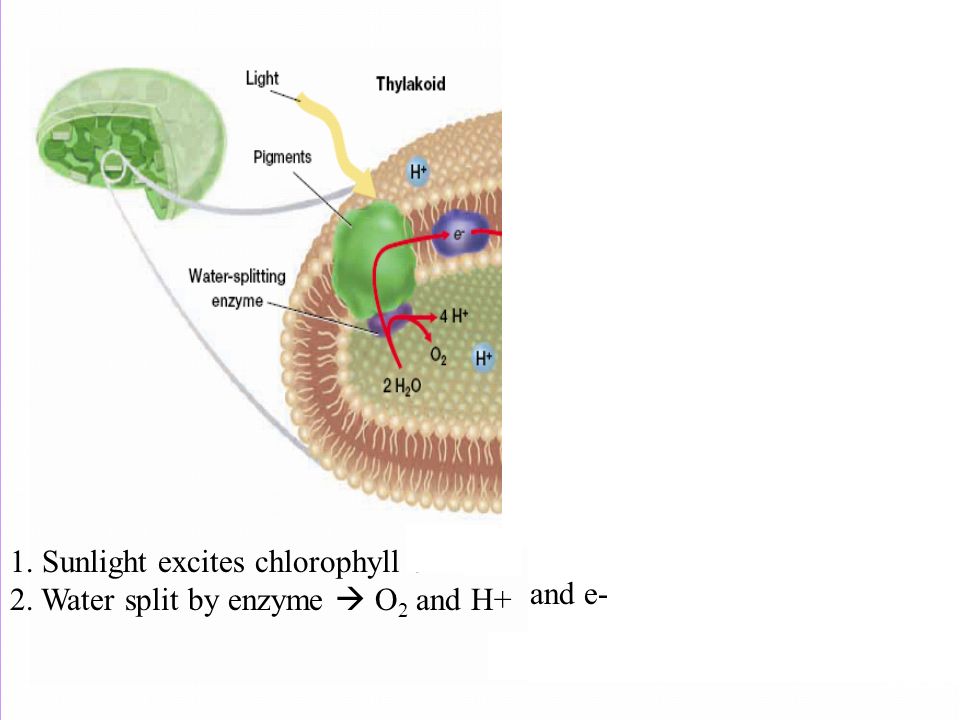 1. Sunlight excites chlorophyll e-