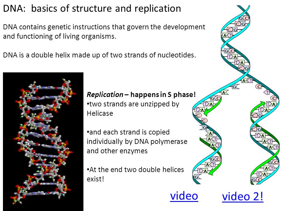 Lab 5 – Mitosis 10/13/ ppt video online download