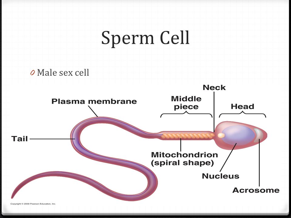 Pdf sperm competition in mammals