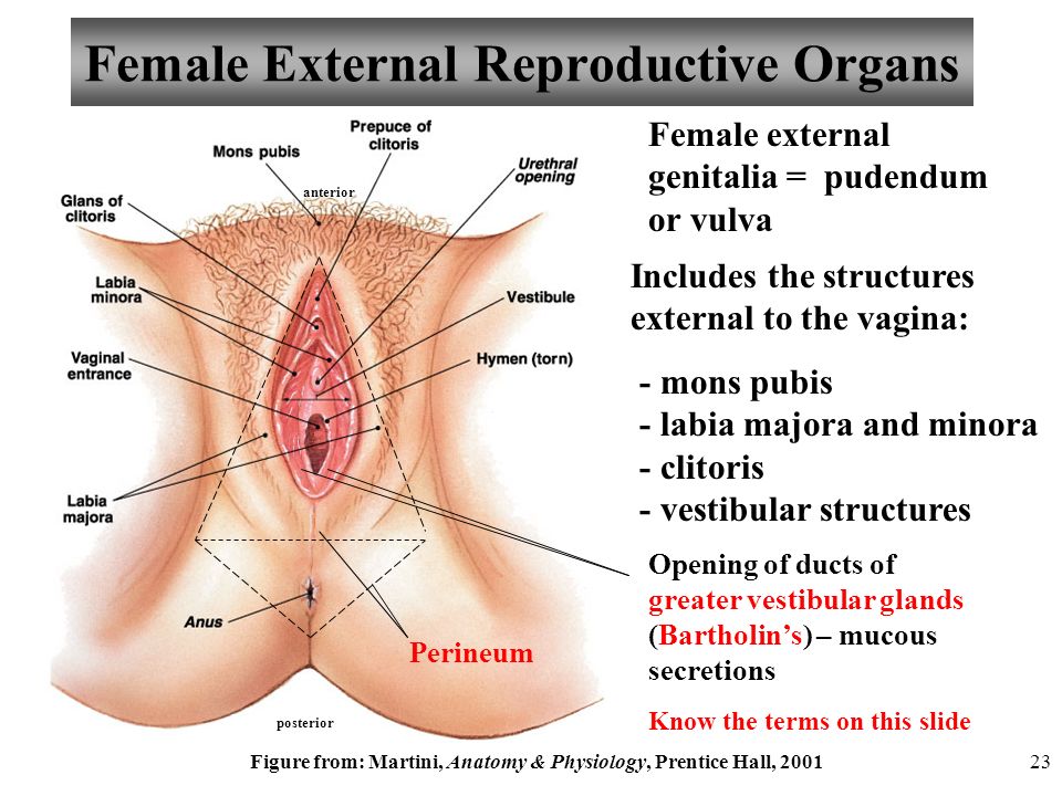 The female genital organs chart
