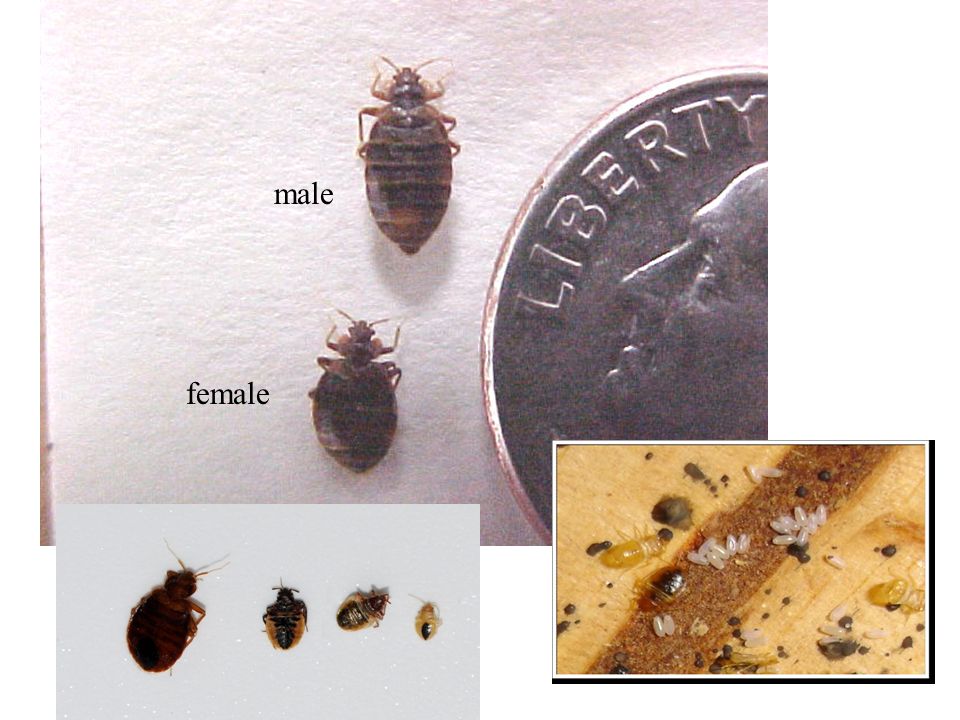 male female. 1 -Some people think that bedbugs are very small but adult Bedbugs are relatively large insects.