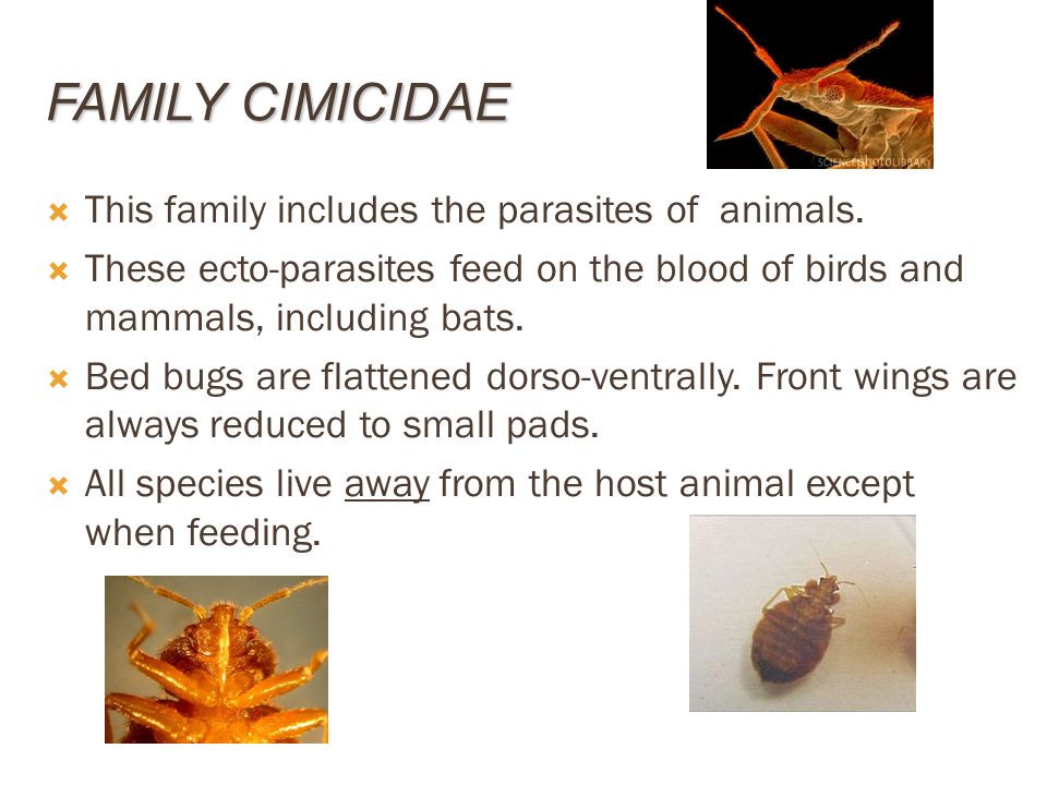 Family Cimicidae This family includes the parasites of animals.