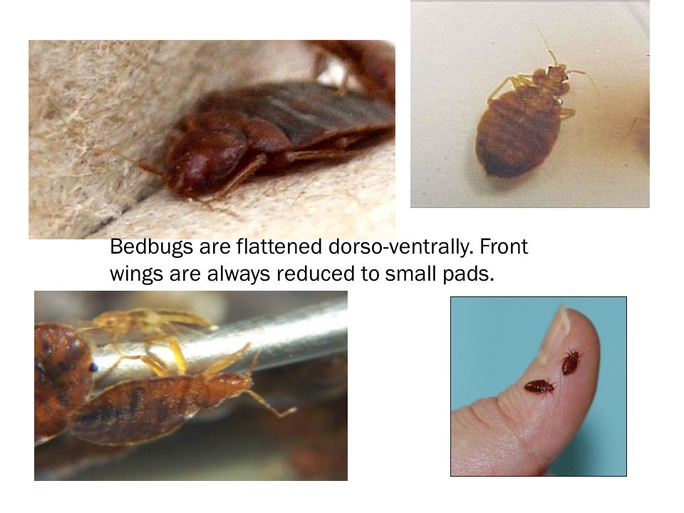 Bedbugs are flattened dorso-ventrally