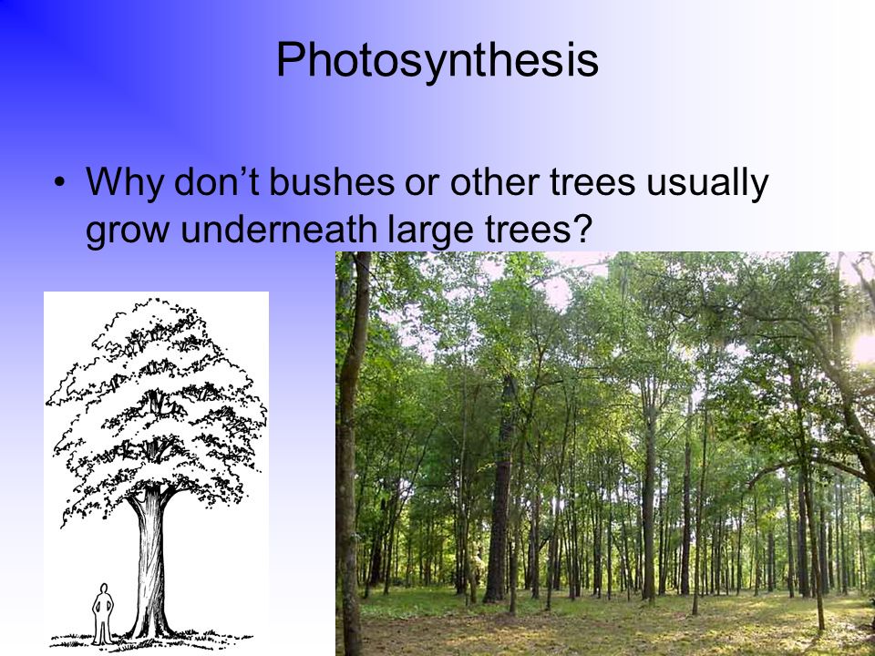 Photosynthesis Why Don T Bushes Or Other Trees Usually Grow