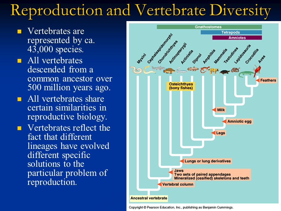 Course Syllabus Fall 2014 Course Title: BIO 4403; 5403 COMPARATIVE