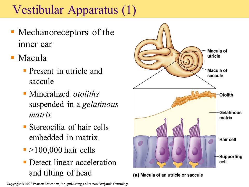 ppt video online download Biology Diagrams