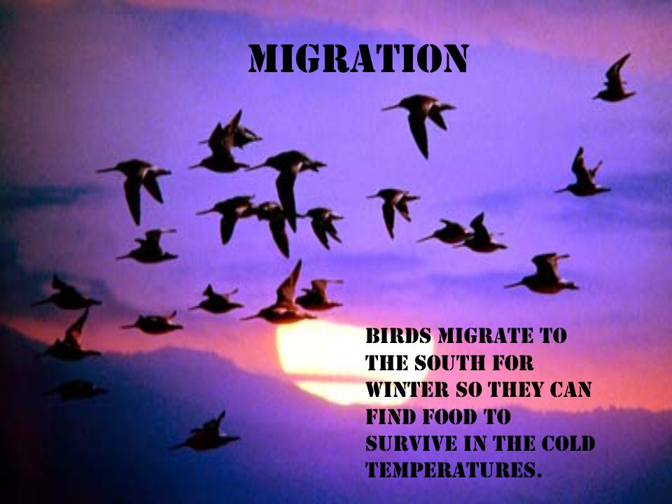 Birds migrate. Птицы улетают. Ночные перелетные птицы. Птицы улетают ночью. Миграция птиц иллюстрации.