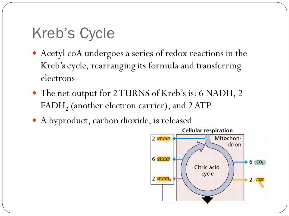 Kreb’s Cycle Acetyl coA undergoes a series of redox reactions in the Kreb’s cycle, rearranging its formula and transferring electrons.
