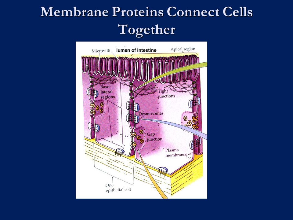 Membrane Proteins Connect Cells Together