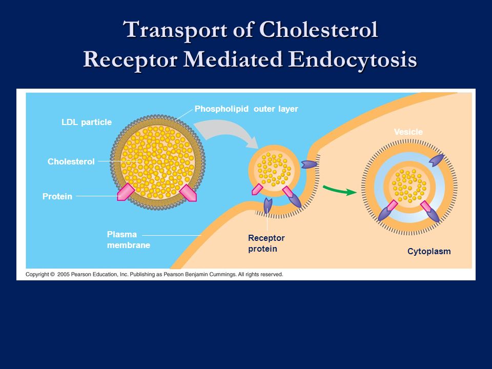 Transport of Cholesterol Receptor Mediated Endocytosis