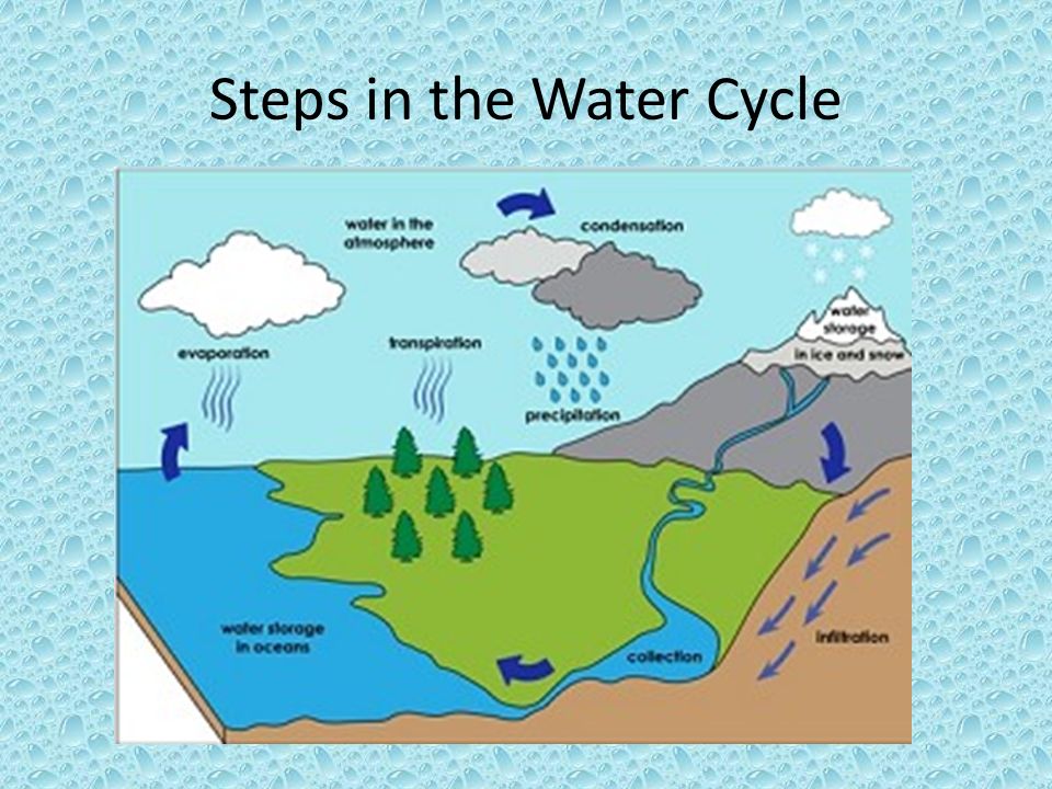 Steps in the Water Cycle