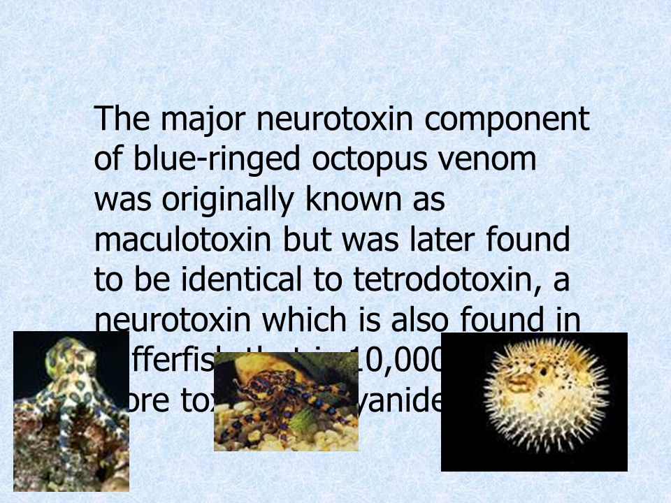 The major neurotoxin component of blue-ringed octopus venom was originally known as maculotoxin but was later found to be identical to tetrodotoxin, a neurotoxin which is also found in pufferfish that is 10,000 times more toxic than cyanide.