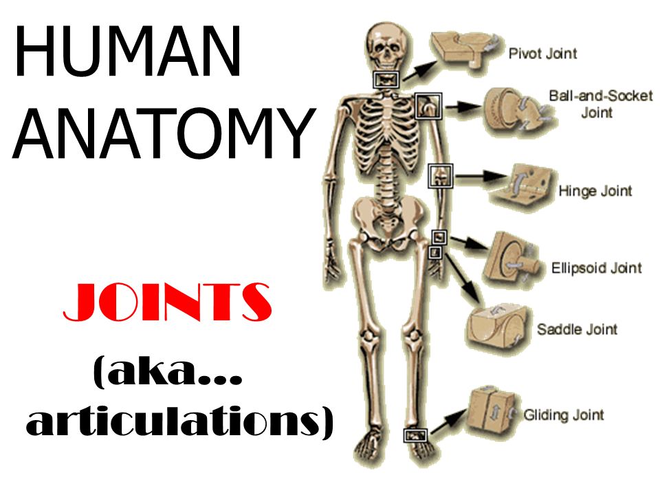 HUMAN ANATOMY JOINTS (aka… articulations). - ppt video online download