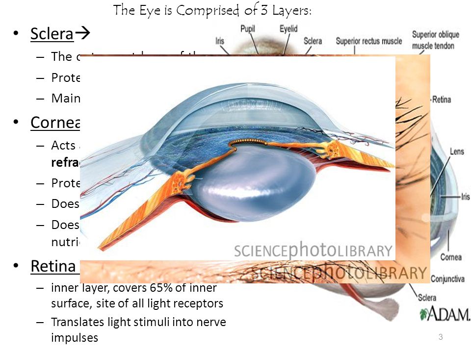 3 layers of the eye