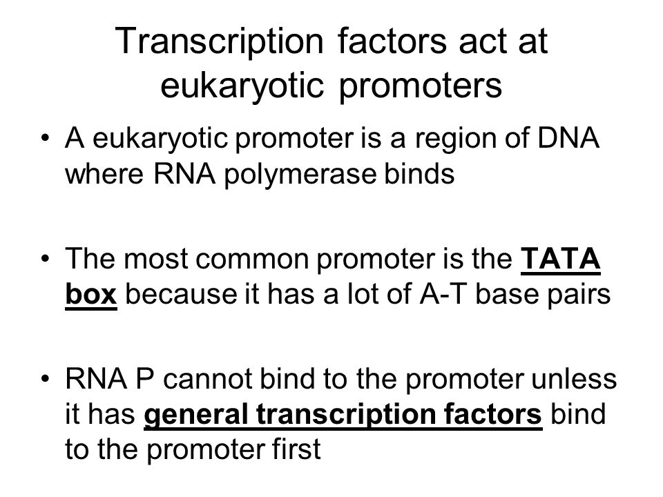 Transcription factors act at eukaryotic promoters