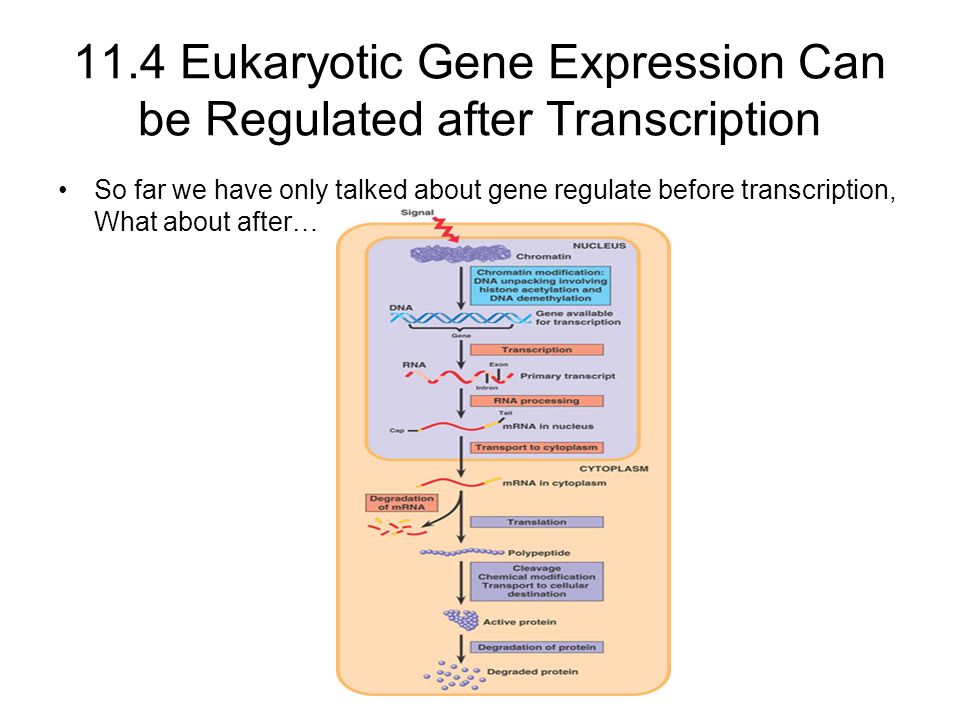 11.4 Eukaryotic Gene Expression Can be Regulated after Transcription