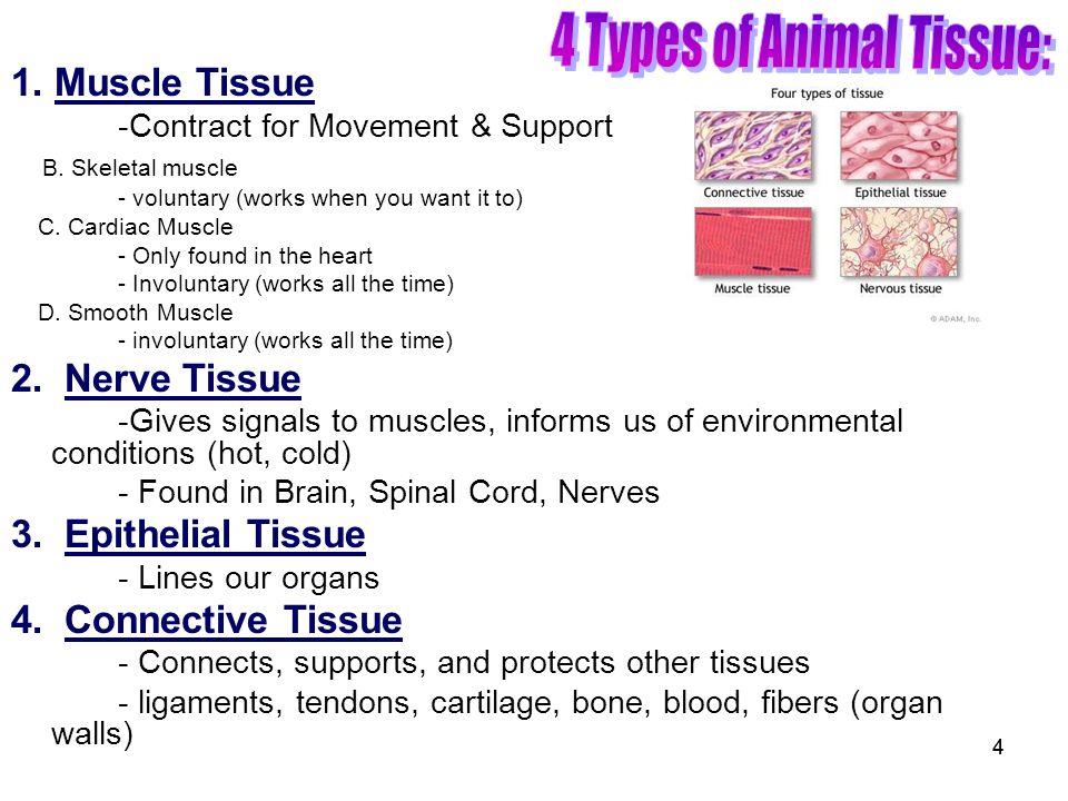 Structure and Function in Animals and Plants - ppt video online download