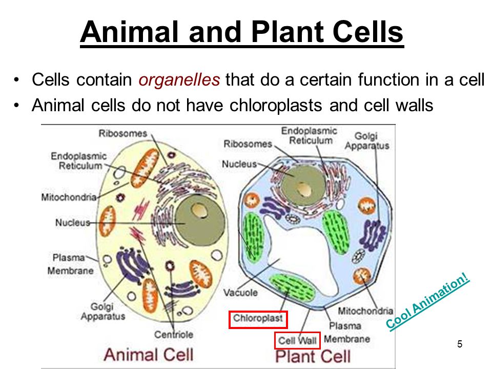 31+ Do Animals Cells Have Chloroplasts Pics