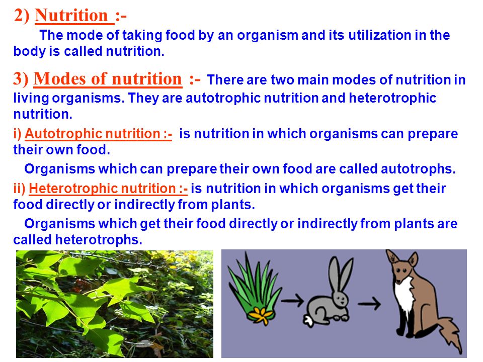 CHAPTER - 1 NUTRITION IN PLANTS - ppt video online download