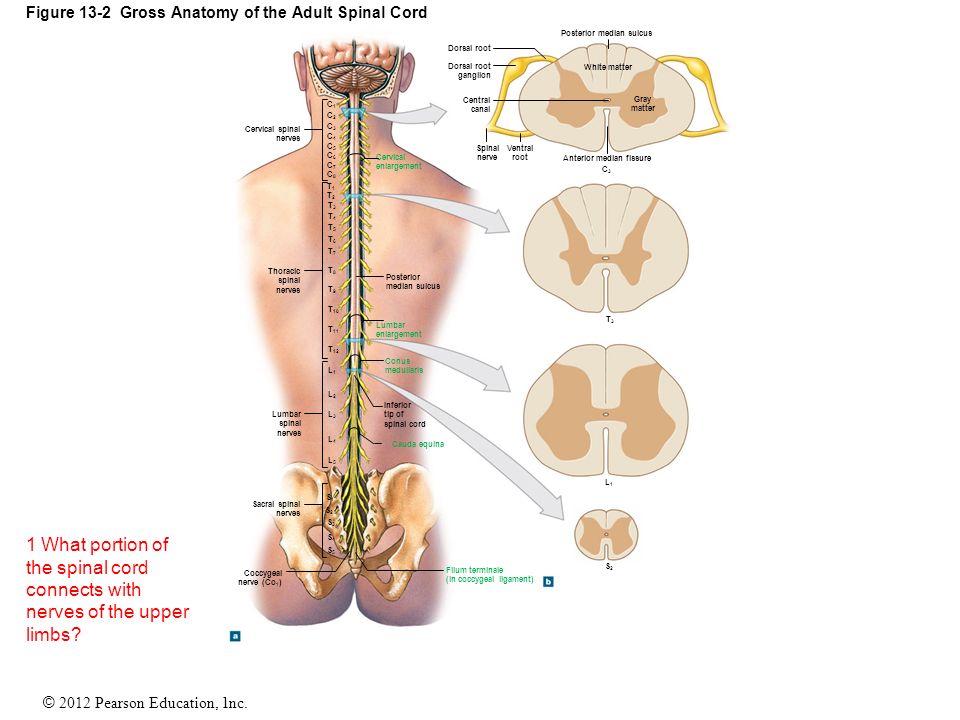 Spinal Cord Trauma Information