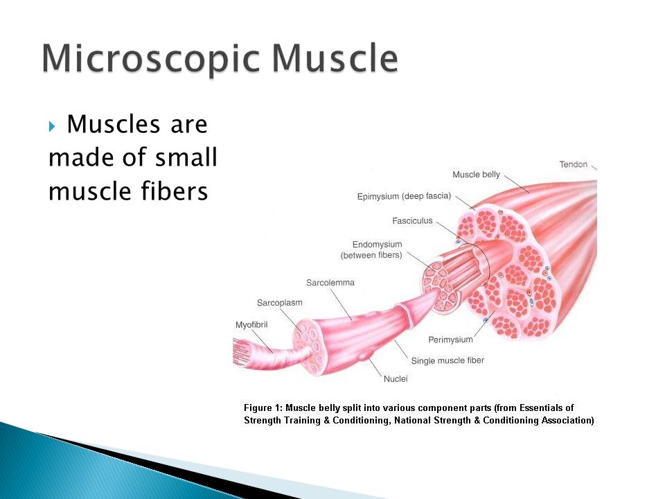 Microscopic Muscle Muscles are made of small muscle fibers