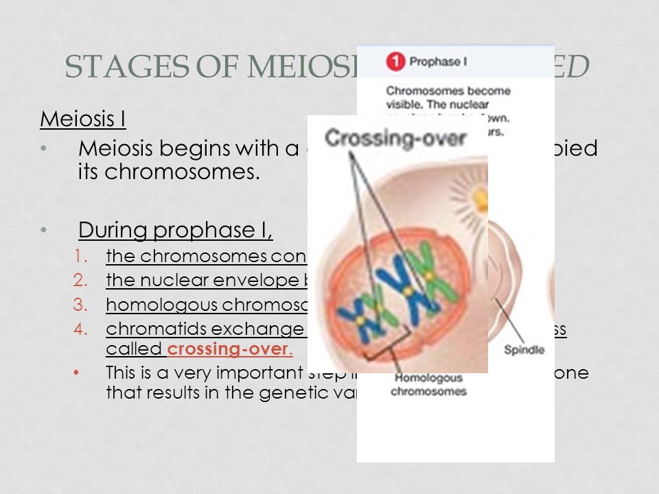 crossing over occurs during the stage of meiosis called