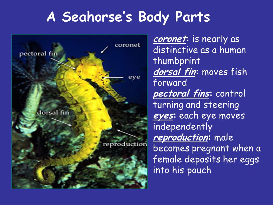 Amazing Seahorses By Laura McComb EDU 529 Dr. Sha Li. - ppt download