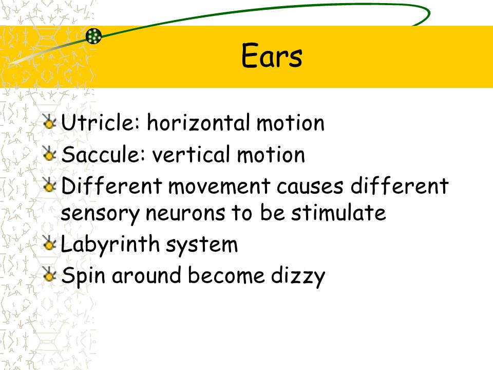 Ears Utricle: horizontal motion Saccule: vertical motion
