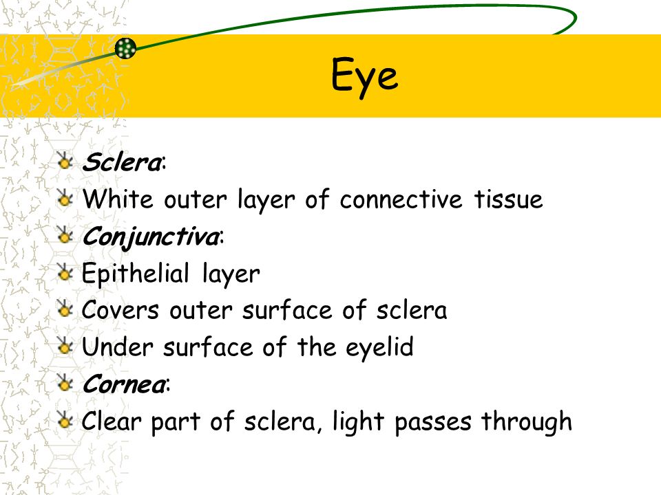 Eye Sclera: White outer layer of connective tissue Conjunctiva:
