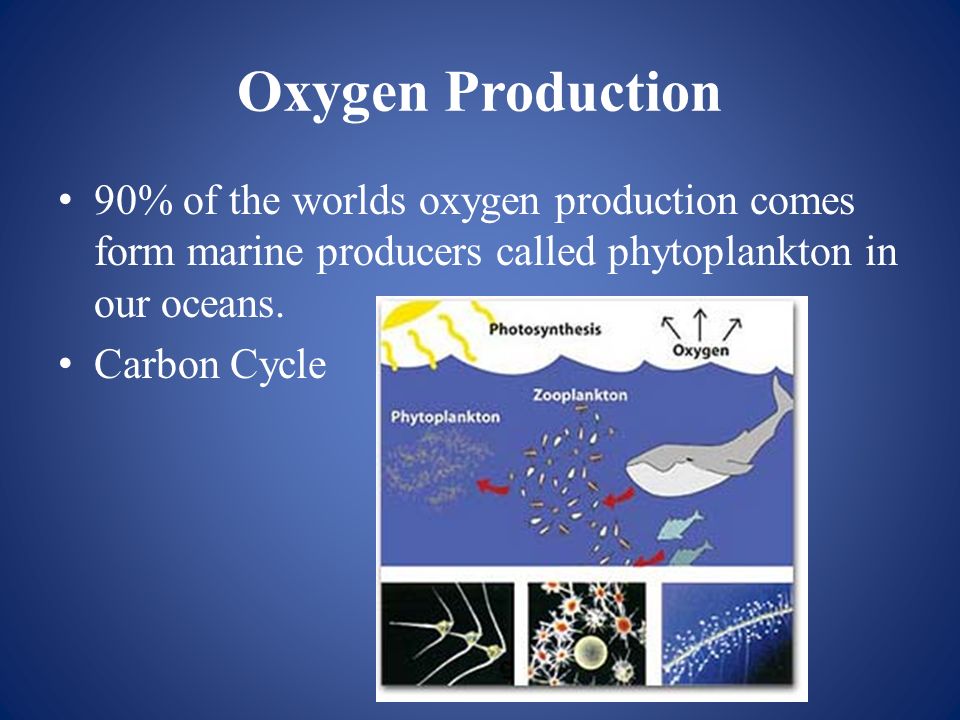 Oxygen+Production+90%25+of+the+worlds+oxygen+production+comes+form+marine+producers+called+phytoplankton+in+our+oceans..jpg