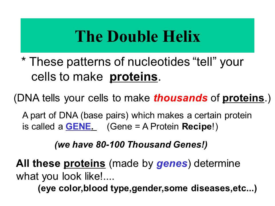 The Double Helix * These patterns of nucleotides tell your