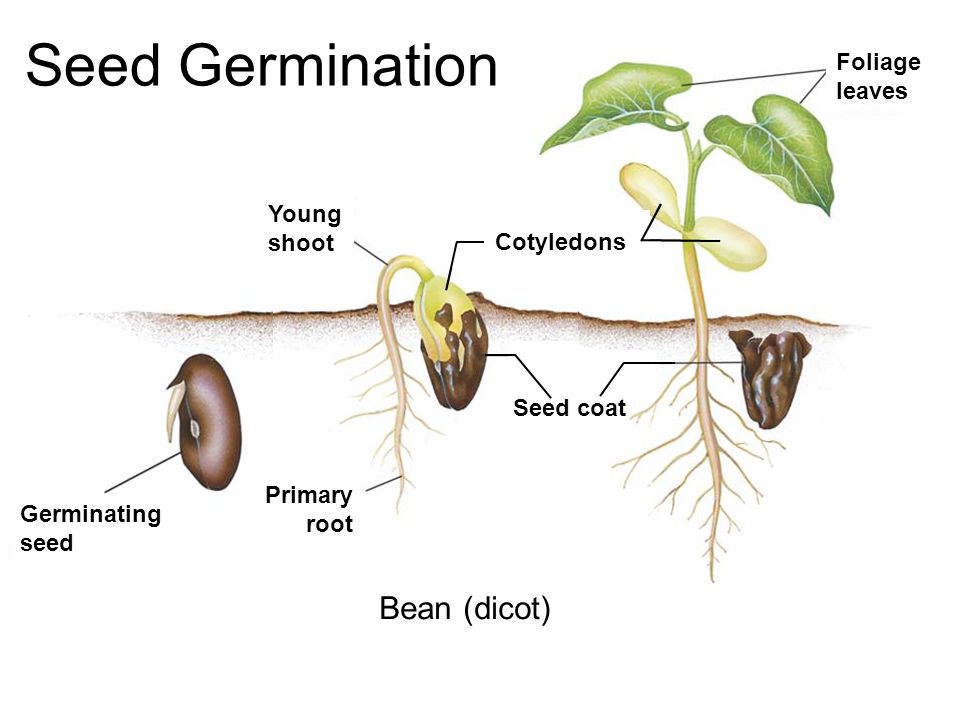 Germinating seed. 