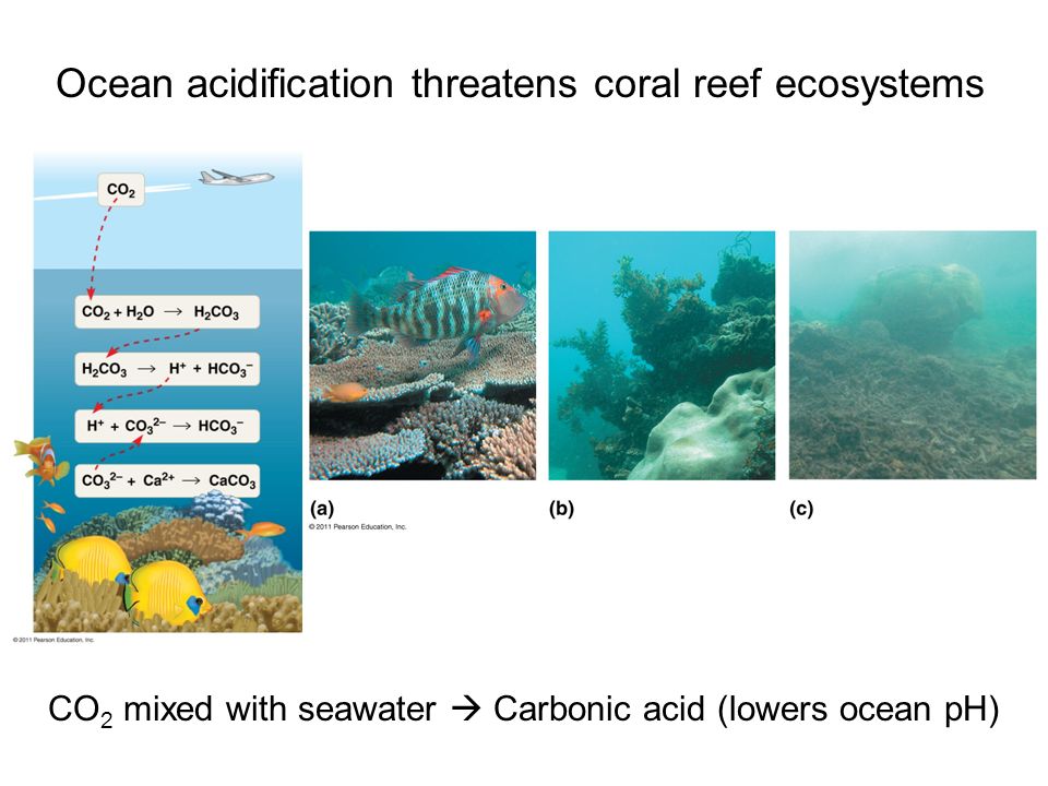 Ocean acidification threatens coral reef ecosystems
