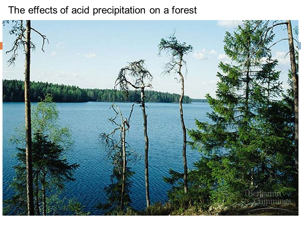 The effects of acid precipitation on a forest