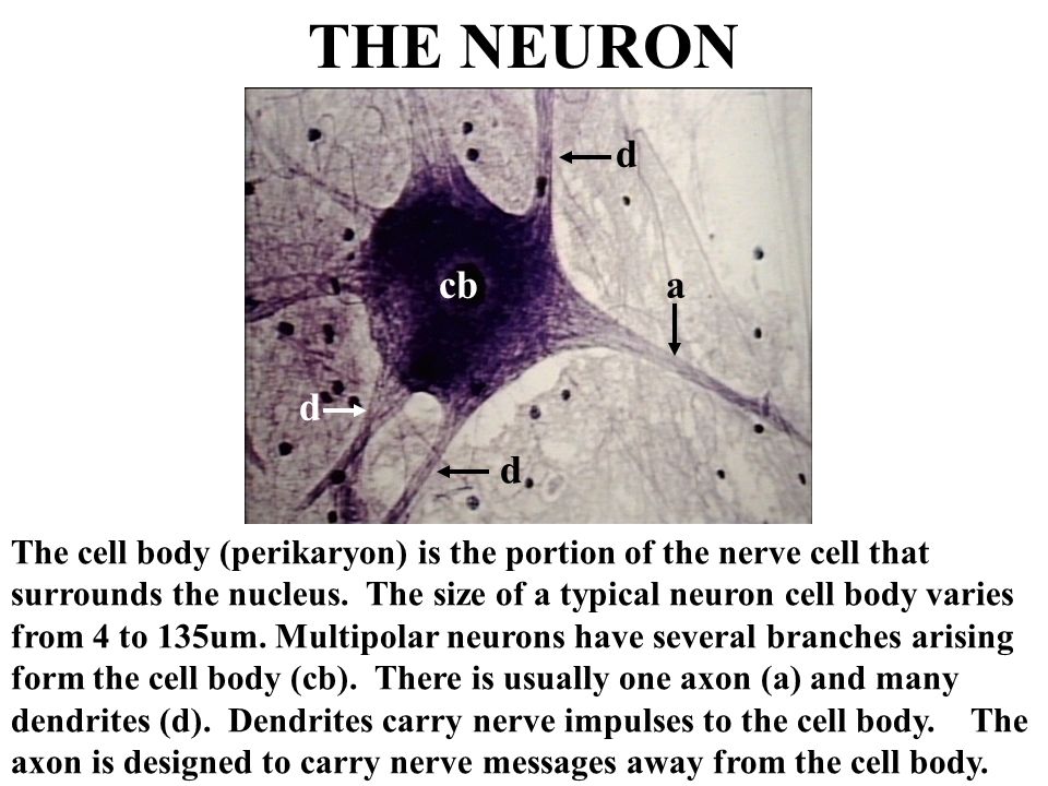 THE NEURON d. cb. a. d. d.