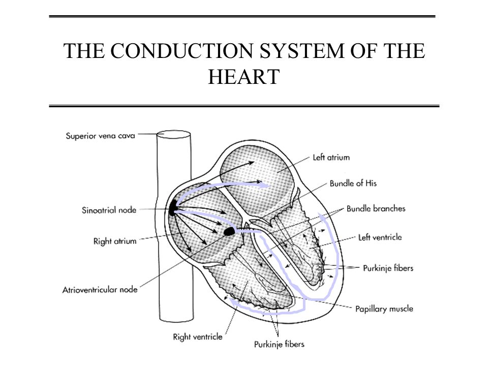 Physio Lecture 7 – Introduction to Cardiovascular Physiology - ppt download