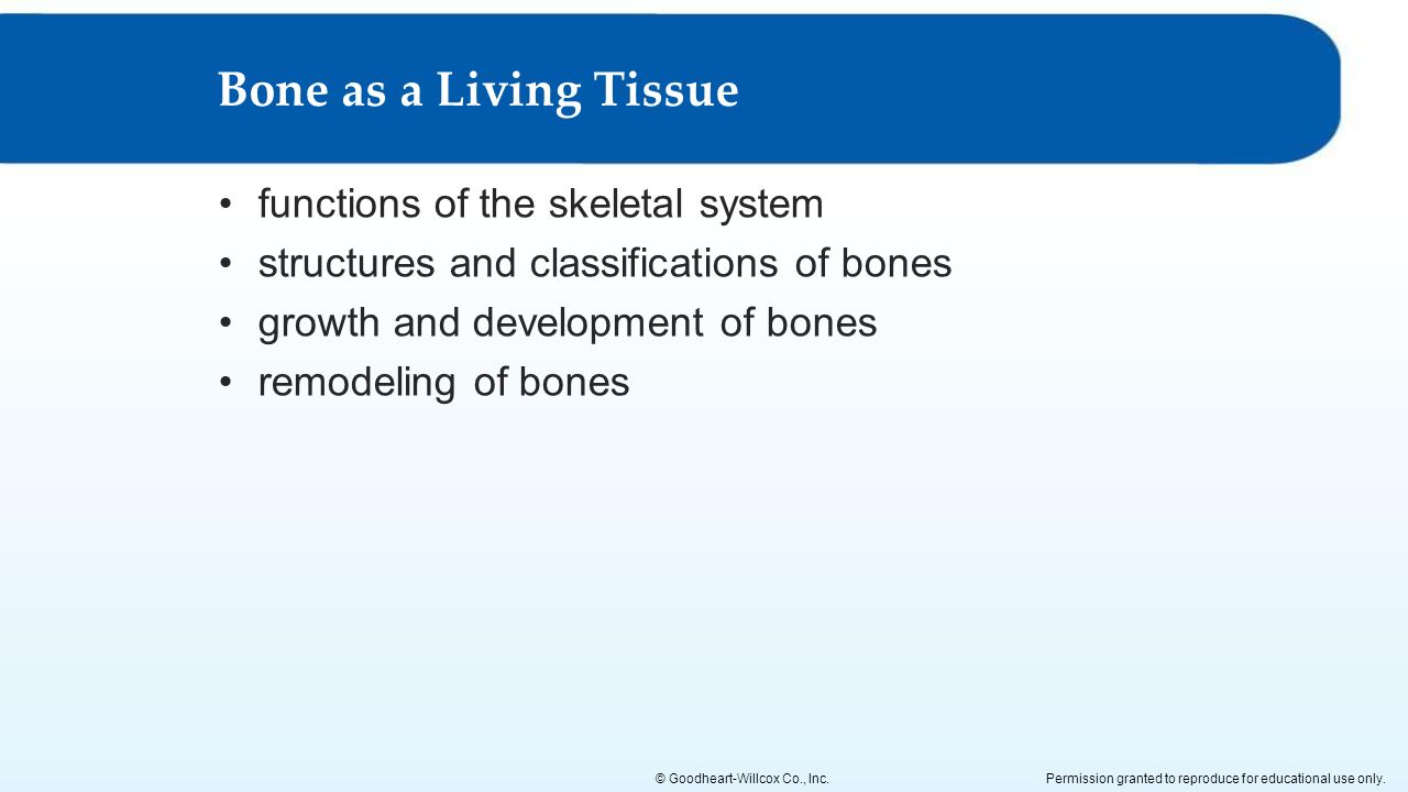 Bone as a Living Tissue functions of the skeletal system