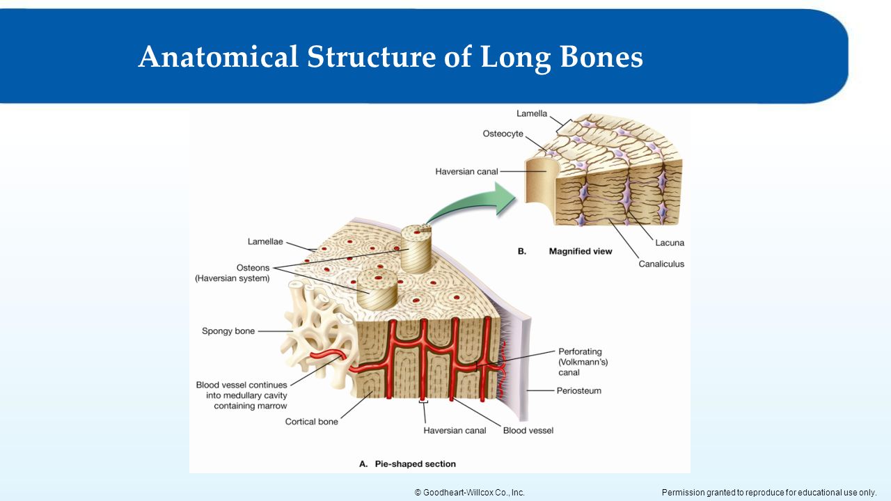 Bone 20. Bone structure. Periosteum. Chemical structure of Bones. Tissues of the skeletal System.