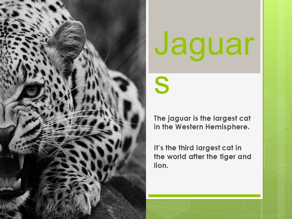 Jaguars The jaguar is the largest cat in the Western Hemisphere. - ppt  video online download