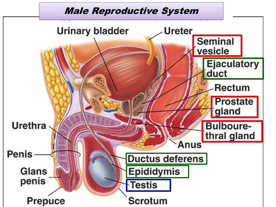 Anatomy and physiology of the male reproductive system