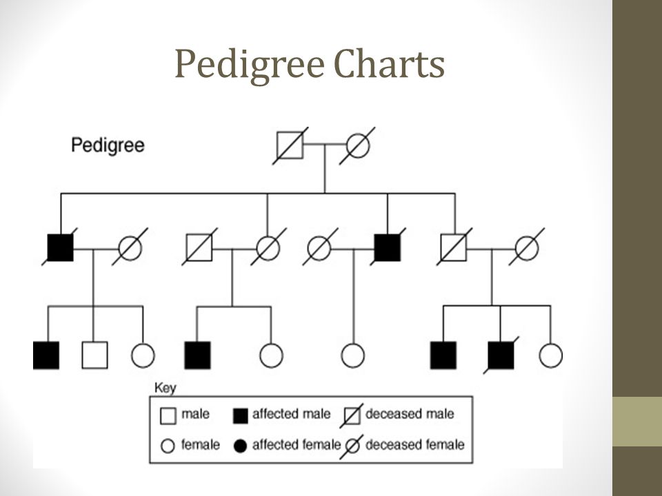 Cri Du Chat Pedigree Chart