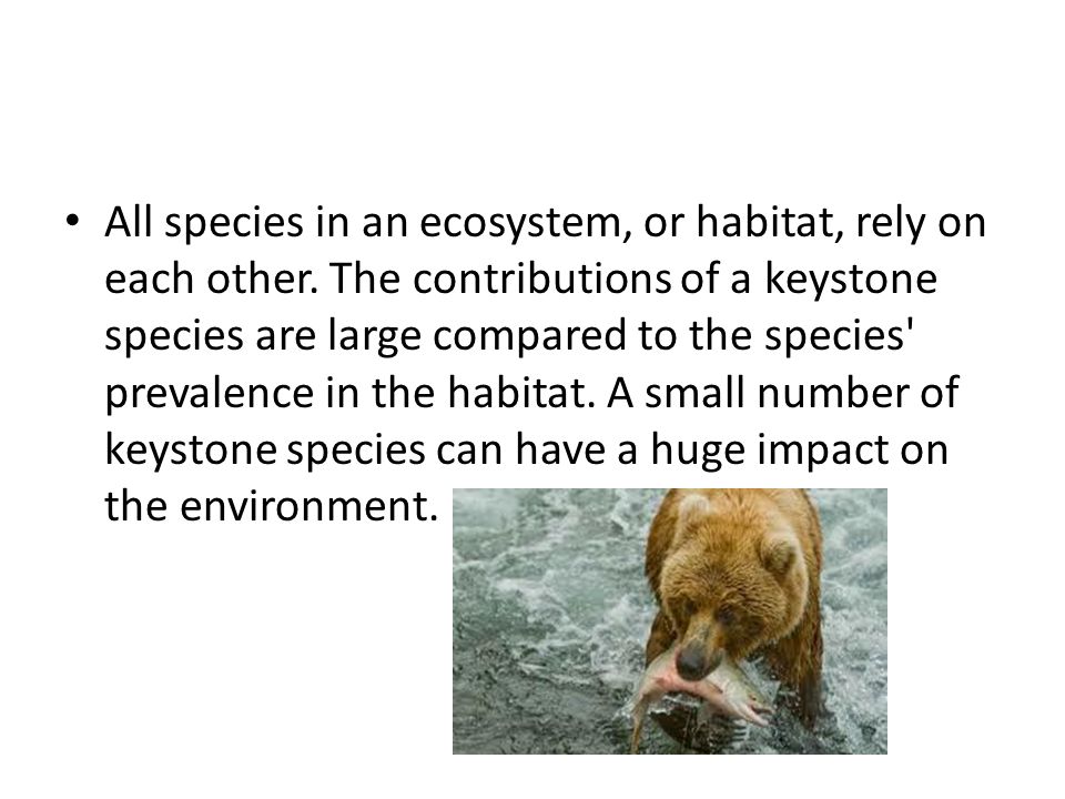 10 Keystone Species Examples and the Important Role they Play in Every  Ecosystem