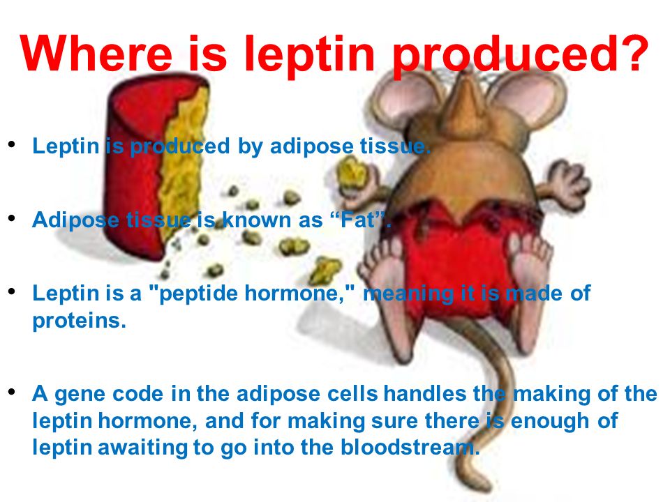 Where is leptin produced